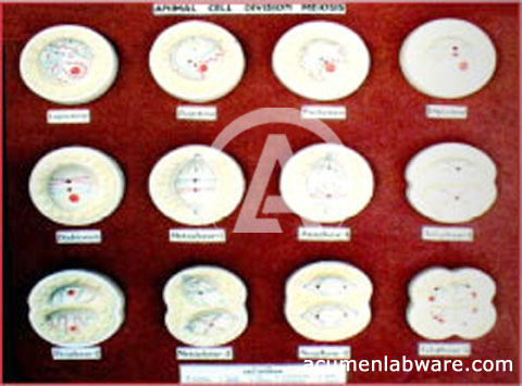 chromosomes in animal cell. Animal Cell Division Meiosis