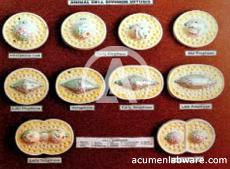 chromosomes in animal cell. chromosomes in animal cell. Animal Cell Division Mitosis