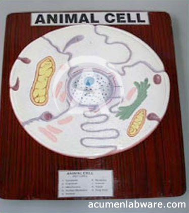 animal cell model 3d. 3d Animal Cell Model Project